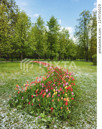 flowerbed with colorful tulips in spring flowerbed with colorful tulips in spring 124556029