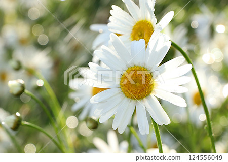 Beautiful bright greeting card with daisies with soft focus and bokeh.Abstract floral defocused background. Screen banner with flowers in the rain, or invitation, blooming garden concept. 124556049