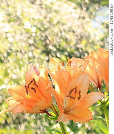 Abstract floral defocused background with lilies with soft focus and bokeh. Screen banner with flowers in the rain, beautiful bright greeting card or invitation, blooming garden concept. 124556050