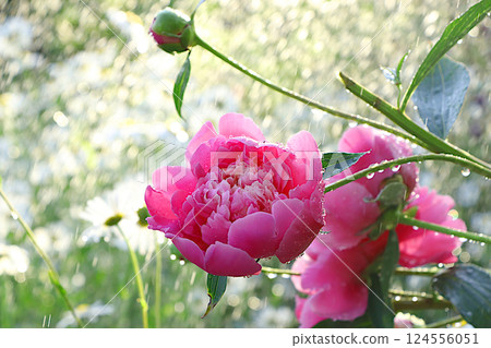 Beautiful bright greeting card with peonies with soft focus and bokeh.Abstract floral defocused background. Screen banner with flowers in the rain, or invitation, blooming garden concept. 124556051