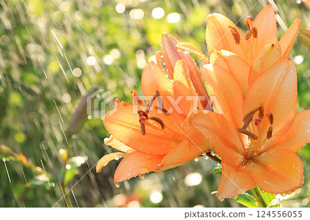 Abstract floral defocused background with lilies with soft focus and bokeh. Screen banner with flowers in the rain, beautiful bright greeting card or invitation, blooming garden concept. Abstract floral defocused background with lilies with soft focus and bokeh. Screen banner with flowers in the rain, beautiful bright greeting card or invitation, blooming garden concept. 124556055