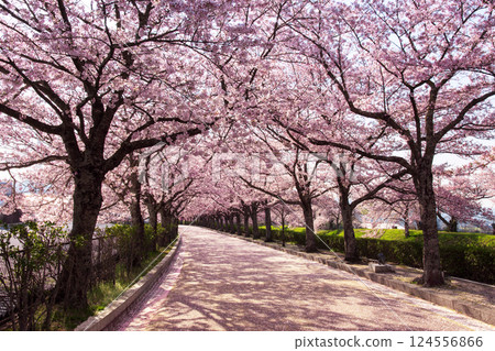 櫻花樹排 SAKURA 124556866