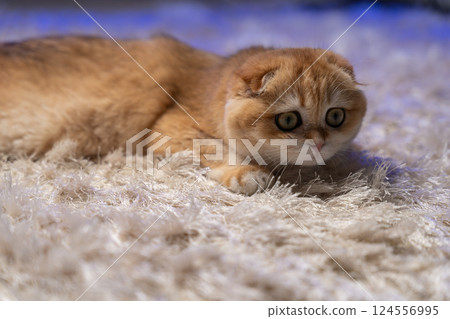 Scottish Fold Cat with Golden Chinchilla Fur Scottish Fold Cat with Golden Chinchilla Fur 124556995