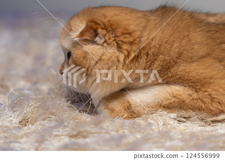 Scottish Fold Cat with Golden Chinchilla Fur Scottish Fold Cat with Golden Chinchilla Fur 124556999