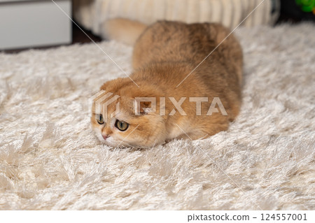 Scottish Fold Cat with Golden Chinchilla Fur 124557001