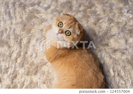 Scottish Fold Cat with Golden Chinchilla Fur Scottish Fold Cat with Golden Chinchilla Fur 124557004