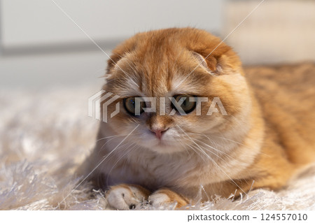 Scottish Fold Cat with Golden Chinchilla Fur Scottish Fold Cat with Golden Chinchilla Fur 124557010