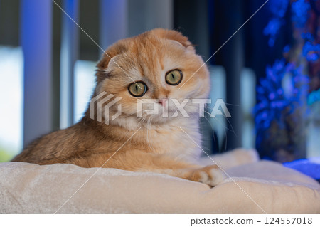 Scottish Fold Cat with Golden Chinchilla Fur 124557018
