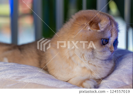 Scottish Fold Cat with Golden Chinchilla Fur 124557019