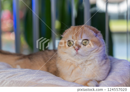 Scottish Fold Cat with Golden Chinchilla Fur Scottish Fold Cat with Golden Chinchilla Fur 124557020