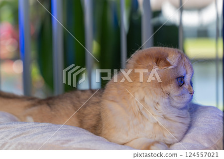 Scottish Fold Cat with Golden Chinchilla Fur 124557021