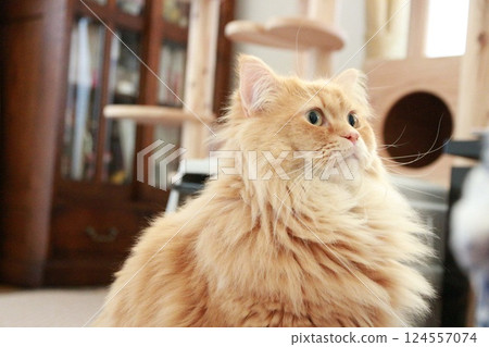 Adult Ragamuffin cat staring at one point 124557074