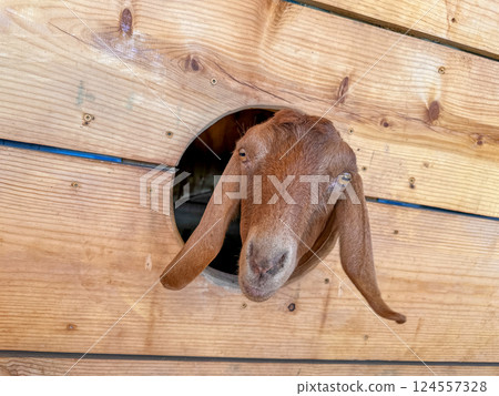 Dairy goats close-up, portrait of a goat with big ear ready for feeding Dairy goats close-up, portrait of a goat with big ear ready for feeding 124557328