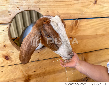 Dairy goats close-up, portrait of a goat with big ear ready for feeding 124557331