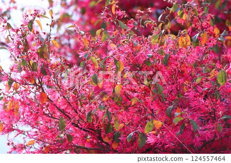 盛開的常盤萬作紅花 124557464