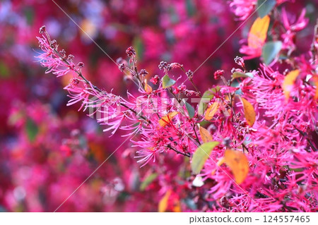 Tokiwa Mansaku safflower in full bloom Tokiwa Mansaku safflower in full bloom 124557465