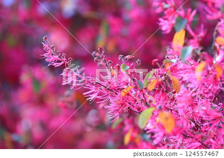 Tokiwa Mansaku safflower in full bloom 124557467