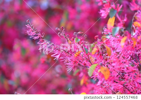 Tokiwa Mansaku safflower in full bloom 124557468