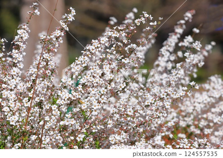 粉紅色 Yukiyanagi 藤野粉 124557535