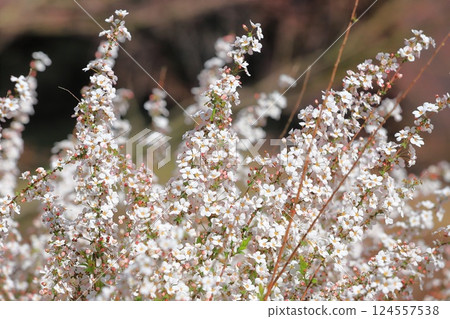 Pink Yukiyanagi Fujino Pink Pink Yukiyanagi Fujino Pink 124557538
