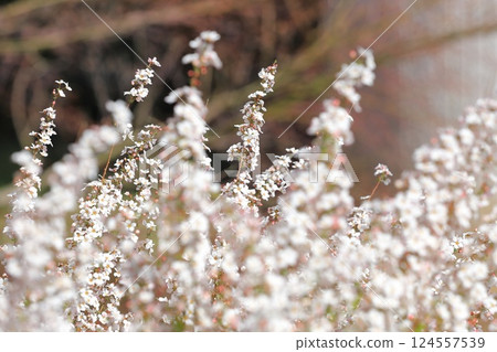 Pink Yukiyanagi Fujino Pink Pink Yukiyanagi Fujino Pink 124557539