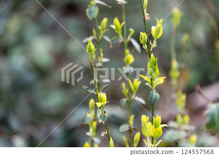 Close-up view of fresh green leaves sprouting on thin branches, highlighted against a soft-focus natural environment, showcasing new growth and the beauty of nature's intricate details. 124557568
