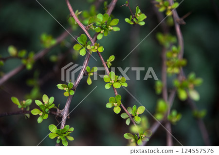 Close-up of green leaves on twig branches against blurred background. A detailed view of small green leaves sprouting from slender, bare branches in a nature setting. Close-up of green leaves on twig branches against blurred background. A detailed view of small green leaves sprouting from slender, bare branches in a nature setting. 124557576