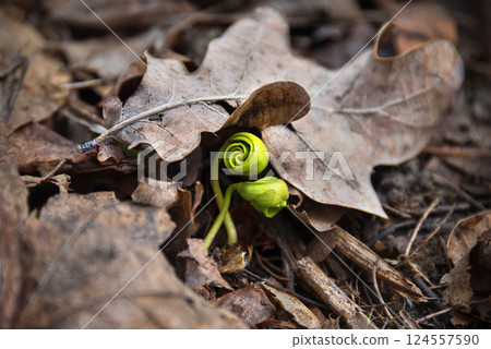 Generated image 124557590