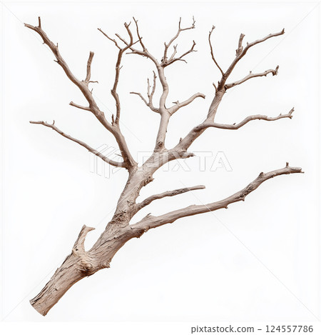 Dry tree branch isolated on a white background with artistic composition. Single bare tree branch photographed isolated against a plain white background in detail. 124557786