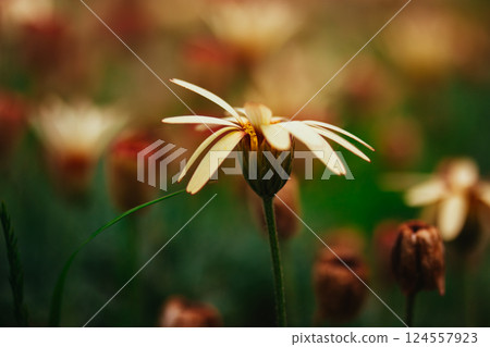 Rhodanthemum. Chrysanthemopsis, Pyrethropsis (Moroccan daisy) flowering plants in a family Asteraceae, native to Northern Africa wild flowers cluster. Rhodanthemum. Chrysanthemopsis, Pyrethropsis (Moroccan daisy) flowering plants in a family Asteraceae, native to Northern Africa wild flowers cluster. 124557923