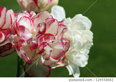Spring blooming tulip field. Tulips and blue sky, sunny spring day. Spring floral background. 124558081