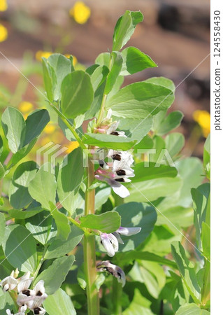 蠶豆花 蠶豆花 124558430