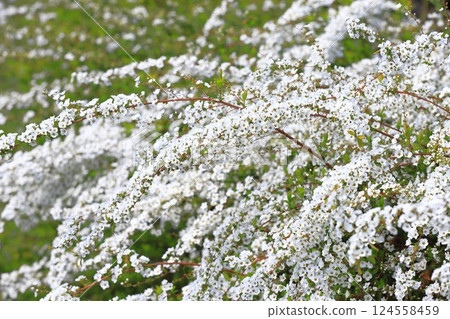 Snow willow in full bloom Snow willow in full bloom 124558459