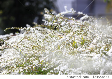 Snow willow in full bloom Snow willow in full bloom 124558464