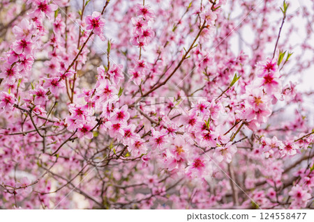 Delicate pink cherry blossoms, natural spring background. Bright branches of trees in park in springtime, beauty of nature. Abundant blooming Sakura branches, vibrant pink spring flowers 124558477