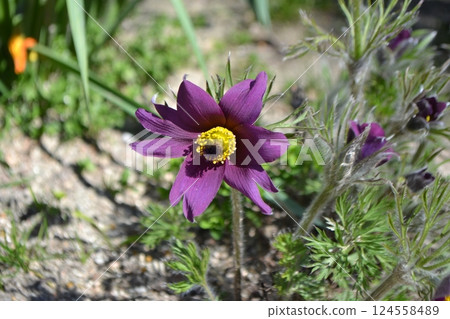 Vibrant purple flower in Madrid botanical garden. Pulsatilla Rubra. Pulsatila. Ranunculaceae Vibrant purple flower in Madrid botanical garden. Pulsatilla Rubra. Pulsatila. Ranunculaceae 124558489