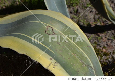 Heart carved on leaf in botanical garden Madrid - nature's artistry in urban oasis Heart carved on leaf in botanical garden Madrid - nature's artistry in urban oasis 124558492