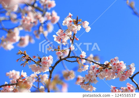 大寒櫻或安行櫻 124558537