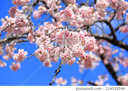 Ookanzakura or Angyozakura 124558544