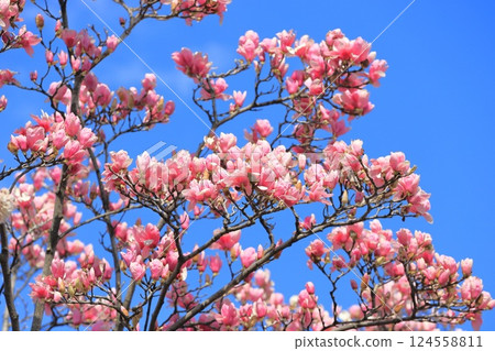 Flower of purple magnolia in full bloom 124558811