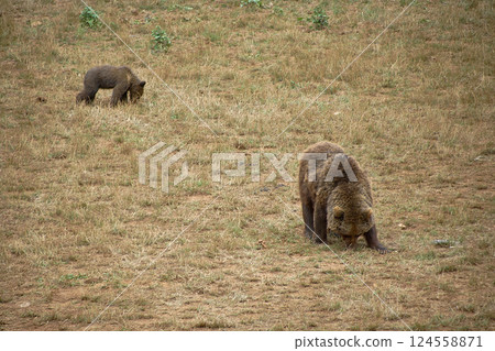 Female bear with her cub eating grass in the mountains 124558871