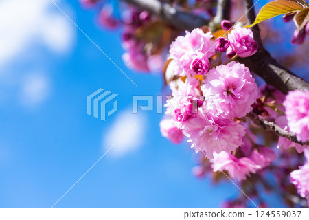 pink flowers of blooming sakura tree in spring. copy space 124559037