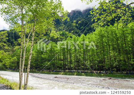 【上高地的新綠色】梓川沿岸的落葉松林 【上高地的新綠色】梓川沿岸的落葉松林 124559250