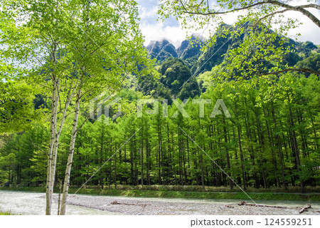 [Fresh greenery in Kamikochi] Larch forest along the Azusa River 124559251