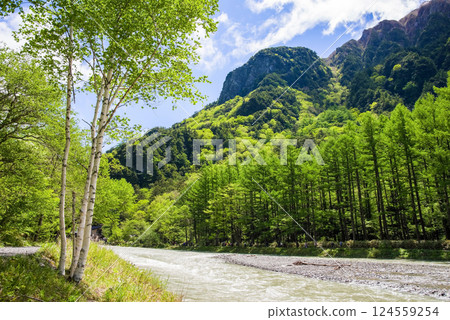 [Fresh greenery in Kamikochi] Larch forest along the Azusa River 124559254