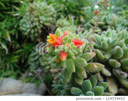 石蓮花屬山花 石蓮花屬山花 124559452