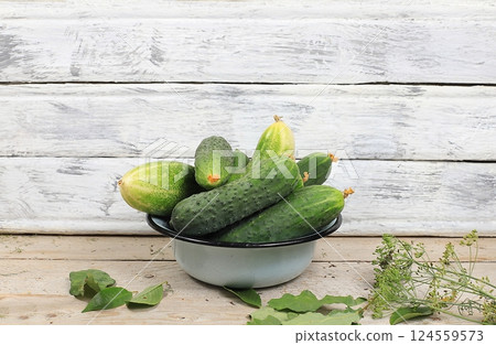Fresh crispy cucumbers with currant, cherry and dill leaves for pickling in an iron bowl on an old wooden table, the concept of harvesting in the village, healthy and organic food, selective focus Fresh crispy cucumbers with currant, cherry and dill leaves for pickling in an iron bowl on an old wooden table, the concept of harvesting in the village, healthy and organic food, selective focus 124559573