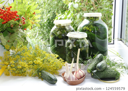 Cucumbers and ingredients for pickling them, the concept of healthy and natural food. Cooking pickles at home. Cucumbers, dill, garlic, mountain ash, currant leaves, cherries, horseradish and basil. Cucumbers and ingredients for pickling them, the concept of healthy and natural food. Cooking pickles at home. Cucumbers, dill, garlic, mountain ash, currant leaves, cherries, horseradish and basil. 124559579