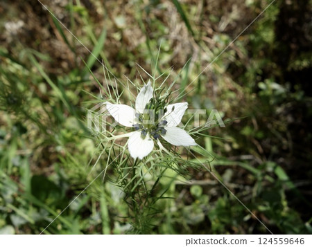 Wild Nigella Flowers 124559646