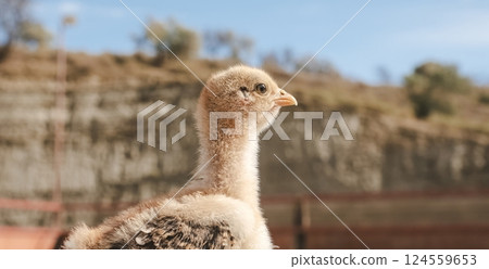 Baby turkey chick exploring outdoors on a sunny day 124559653